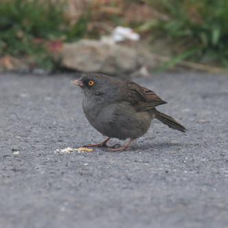 Volcano Junco